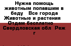 Нужна помощь животным попавшим в беду - Все города Животные и растения » Отдам бесплатно   . Свердловская обл.,Реж г.